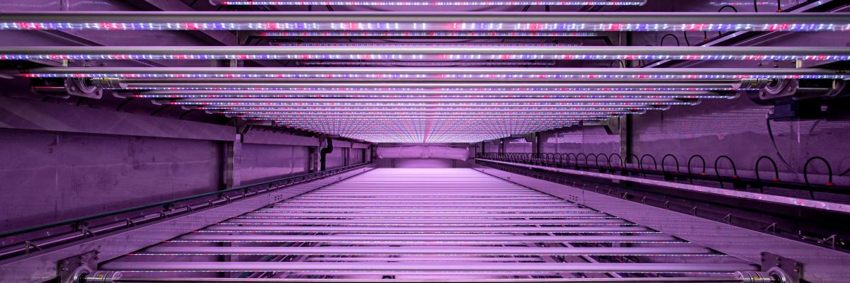 Belgische innovatie in tuinbouw verovert de wereld